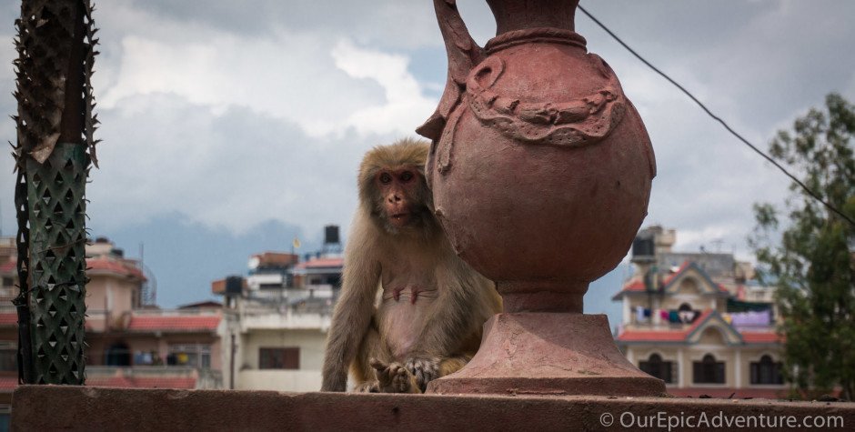 Pashupatinath’s Temples and Monkeys